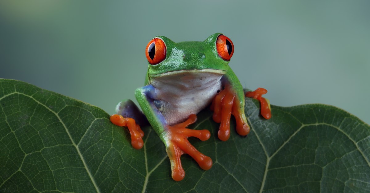 Best Frog Species for Beginners